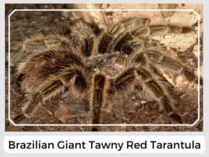 Brazilian Giant Tawny Red Tarantula