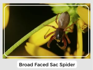 Broad Faced Sac Spider