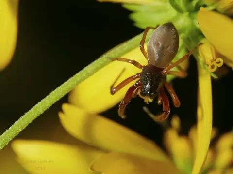 Broad Faced Sac Spider