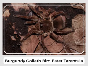 Burgundy Goliath Bird Eater Tarantula
