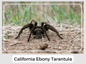 California Ebony Tarantula