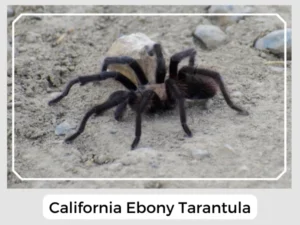 California Ebony Tarantula Image