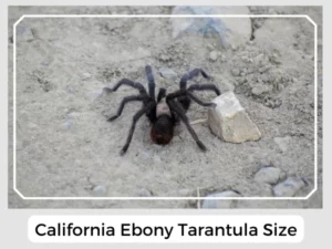 California Ebony Tarantula Size