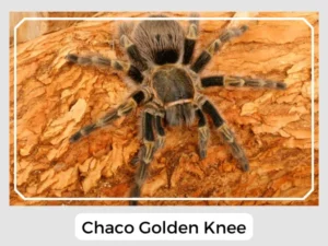 Chaco Golden Knee