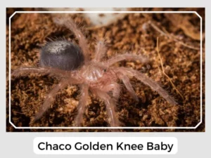 Chaco Golden Knee Baby
