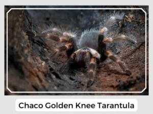 Chaco Golden Knee Tarantula
