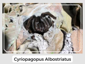 Cyriopagopus Albostriatus