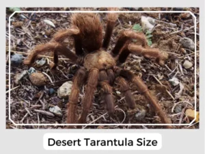 Desert Tarantula Size