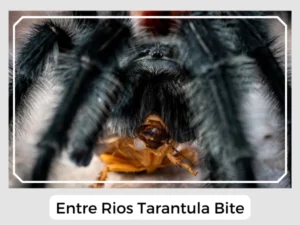 Entre Rios Tarantula Bite