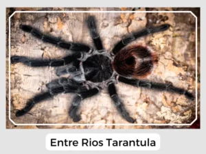 Entre Rios Tarantula Image