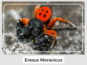 Eresus Moravicus
