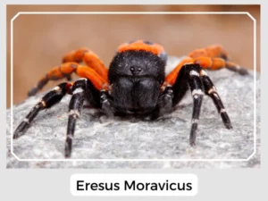 Eresus Moravicus Image