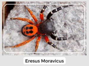 Eresus Moravicus Picture