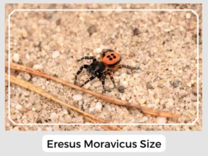 Eresus Moravicus Size