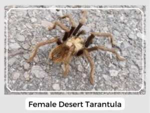 Female Desert Tarantula