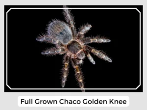 Full Grown Chaco Golden Knee
