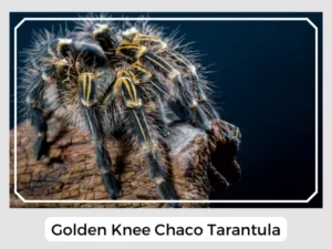 Golden Knee Chaco Tarantula