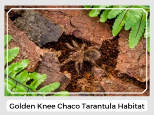 Golden Knee Chaco Tarantula Habitat