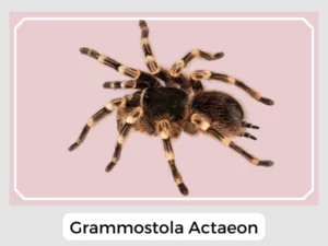 Grammostola Actaeon