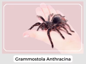 Grammostola Anthracina