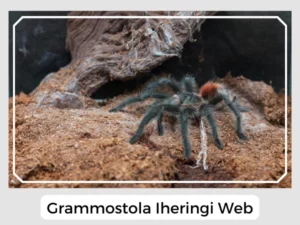 Grammostola Iheringi Web