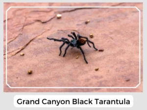 Grand Canyon Black Tarantula