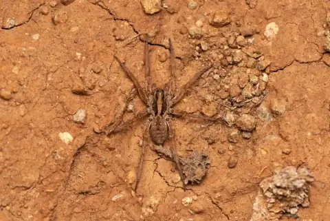 Hogna Antelucana