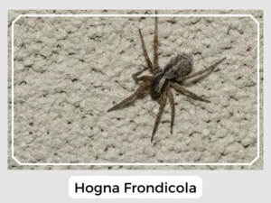 Hogna frondicola