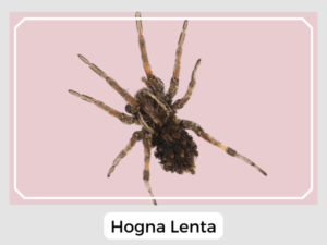 Hogna Lenta Image