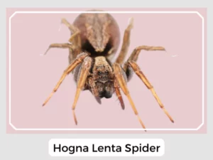 Hogna Lenta Spider