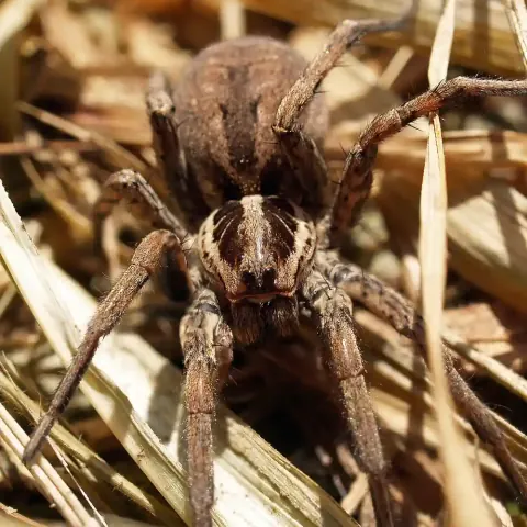 Hogna Radiata