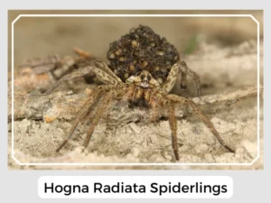 Hogna Radiata Spiderlings
