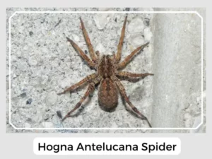 Hogna antelucana Spider