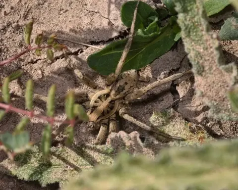 Hogna coloradensis
