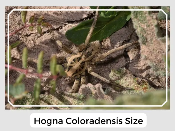 Hogna coloradensis Size