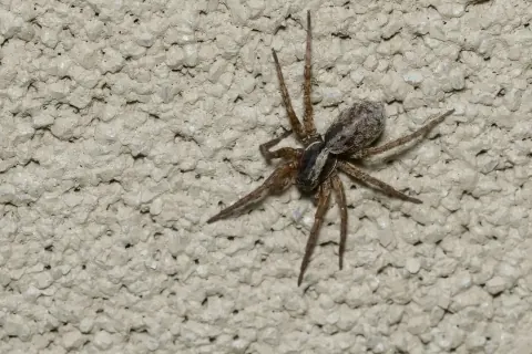 Hogna frondicola