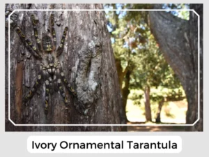 Ivory Ornamental Tarantula