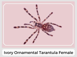 Ivory Ornamental Tarantula Female