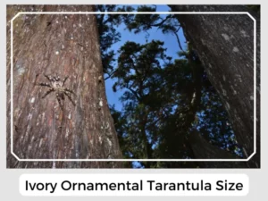 Ivory Ornamental Tarantula Size