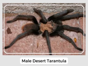 Male Desert Tarantula
