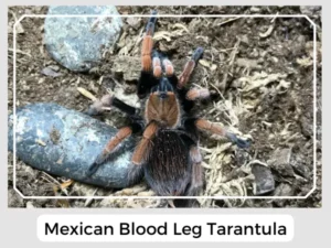 Mexican Blood Leg Tarantula