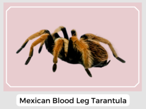 Mexican Blood Leg Tarantula Image