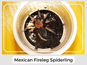 Mexican Fireleg Spiderling