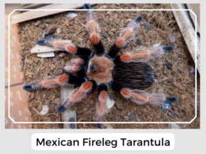 Mexican Fireleg Tarantula