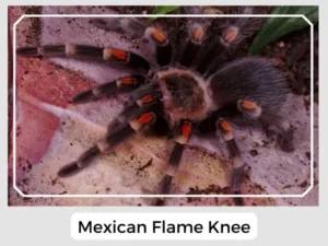 Mexican Flame Knee