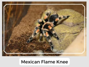 Mexican Flame Knee Image