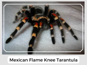 Mexican Flame Knee Tarantula