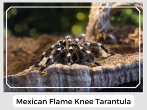 Mexican Flame Knee Tarantula Picture