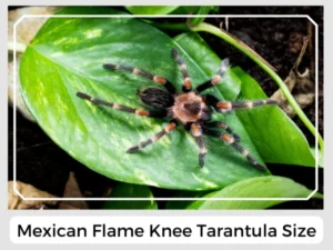 Mexican Flame Knee Tarantula Size