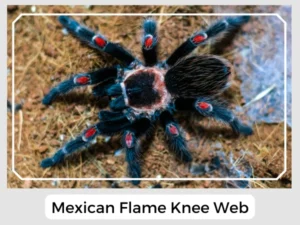 Mexican Flame Knee Web